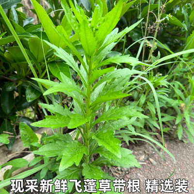 飞蓬草白马兰蒿千张草小飞蓬草