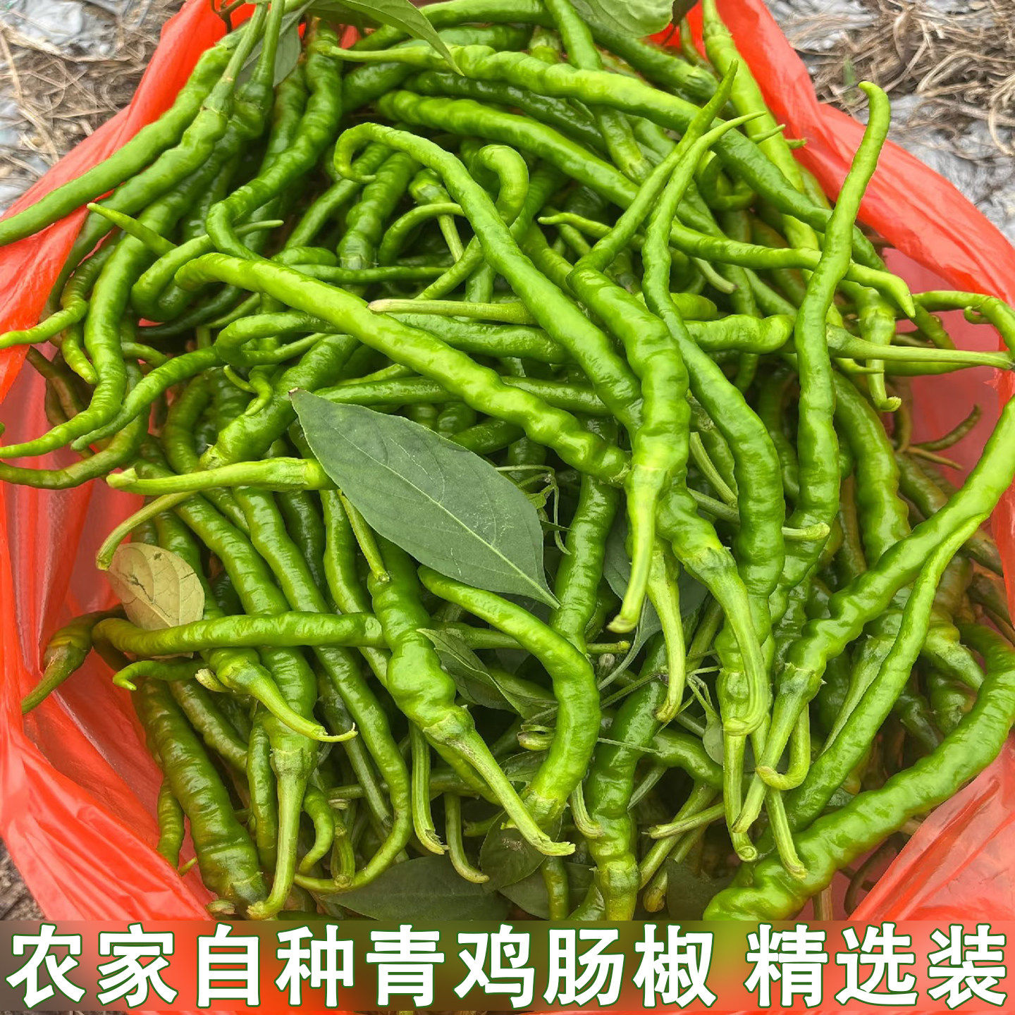 湖北当季本地鸡肠子青辣椒新鲜超细长线椒剁椒青线椒青鸡肠椒辣子