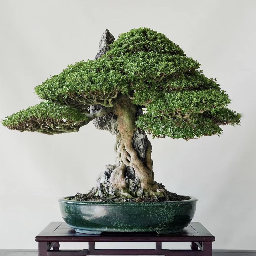 直播间链接榆树白腊火棘卫矛石榴山红叶唐枫山红叶长寿梅盆景盆栽