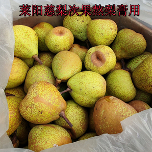正宗莱阳慈梨次果（瑕疵果）熬梨膏梨汁梨粥梨水用，无伤花皮偏硬