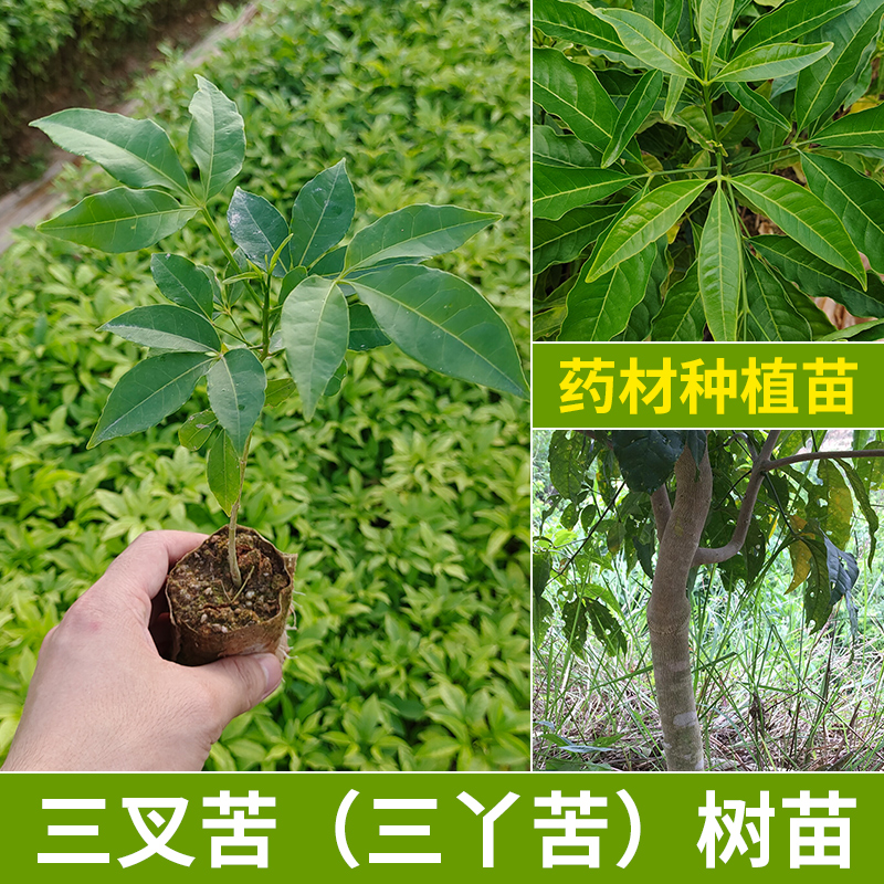 三叉苦树苗三桠苦正宗三丫苦药材种子苗落叶鸡骨树带土广西发货