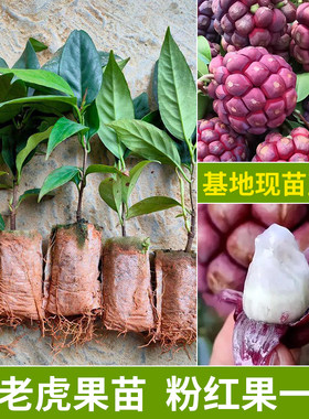 黑老虎果苗带土带叶发货