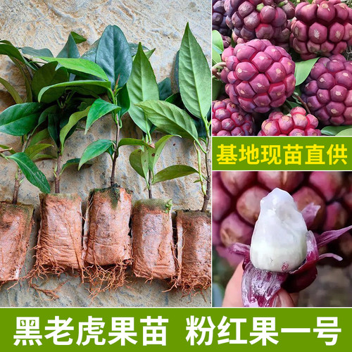 黑老虎果苗带土带叶发货