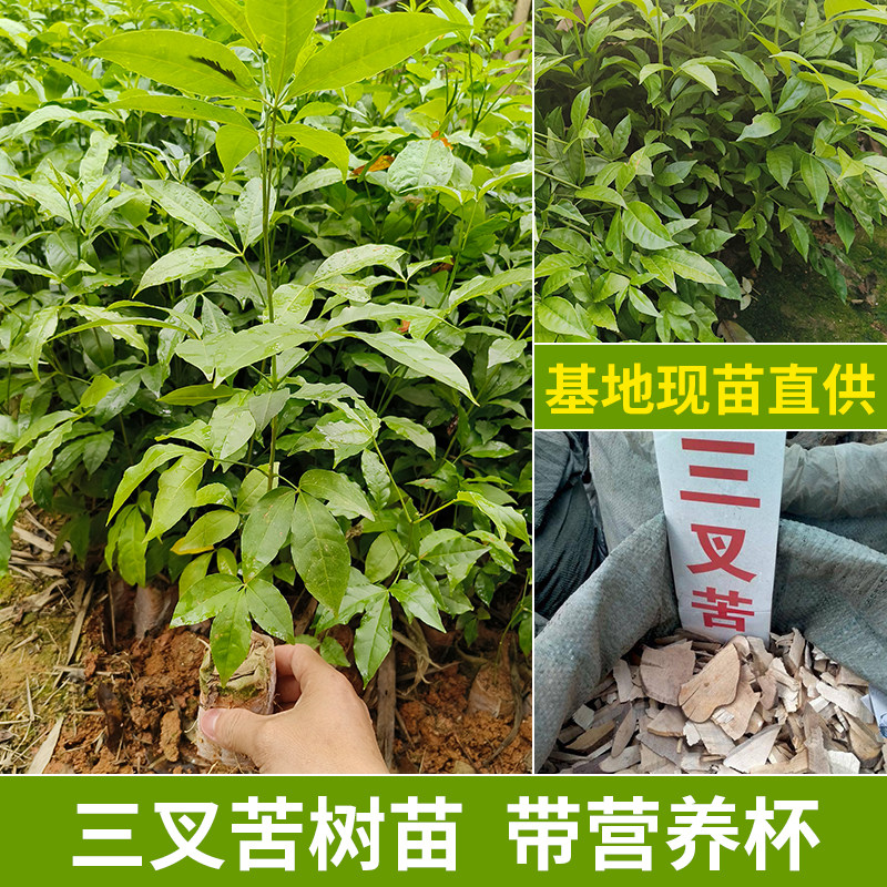 广西三叉苦树苗正宗三丫苦药材种植三桠苦种子苗树带土带叶发货