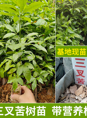 广西三叉苦树苗正宗三丫苦药材种植三桠苦种子苗树带土带叶发货