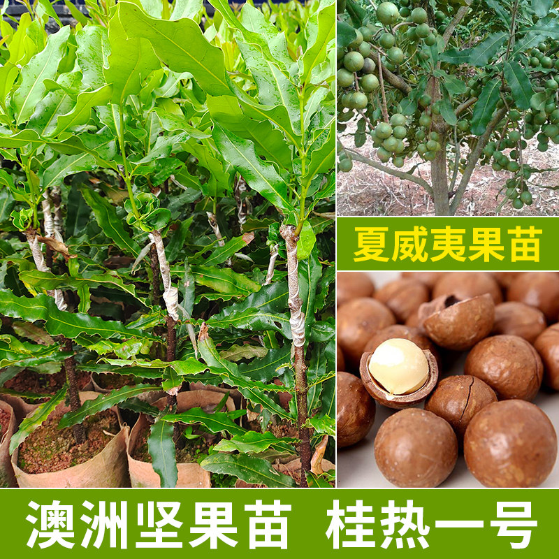 桂热一号坚果苗澳洲夏威夷果正宗矮化嫁接苗庭院常绿树苗带土发货