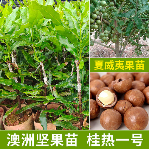 澳洲坚果正宗桂热一号矮化常绿