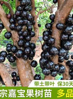 正宗嘉宝果树葡萄苗当年结果