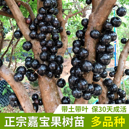正宗嘉宝果树葡萄苗当年结果