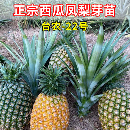 西瓜凤梨苗正宗台农22号种植芽盆栽地栽非台湾手撕金钻17号地菠萝