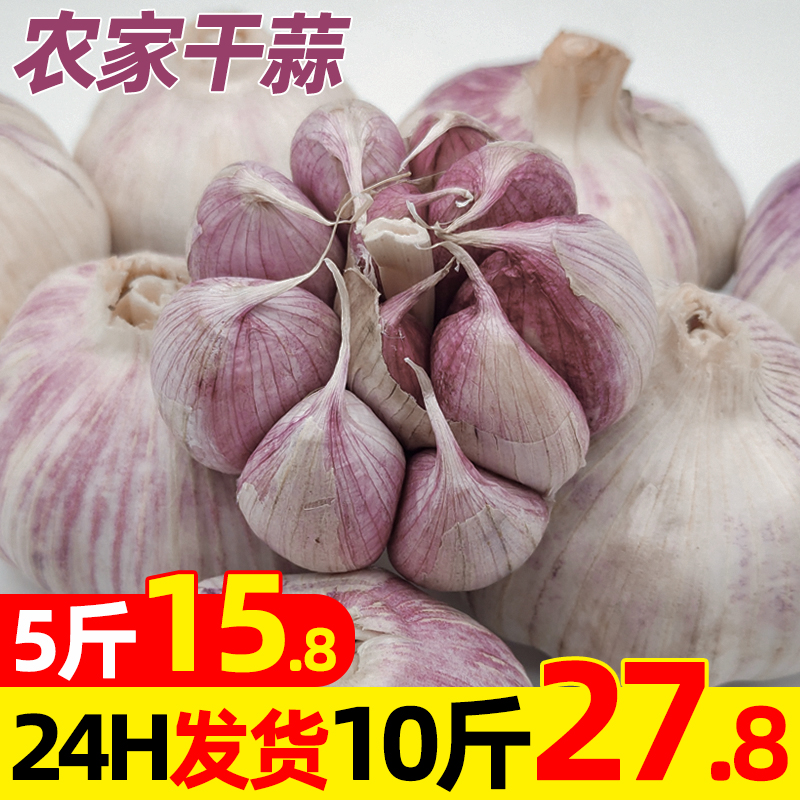 陕西紫皮大蒜头干蒜5斤干大蒜头鲜蒜新鲜现货独头多瓣10斤装包邮