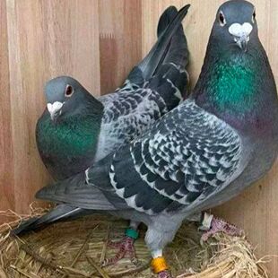 鸽子活体信鸽公鸽子活物信鸽幼鸽子活体信鸽公鸽子活体信鸽公鸽子