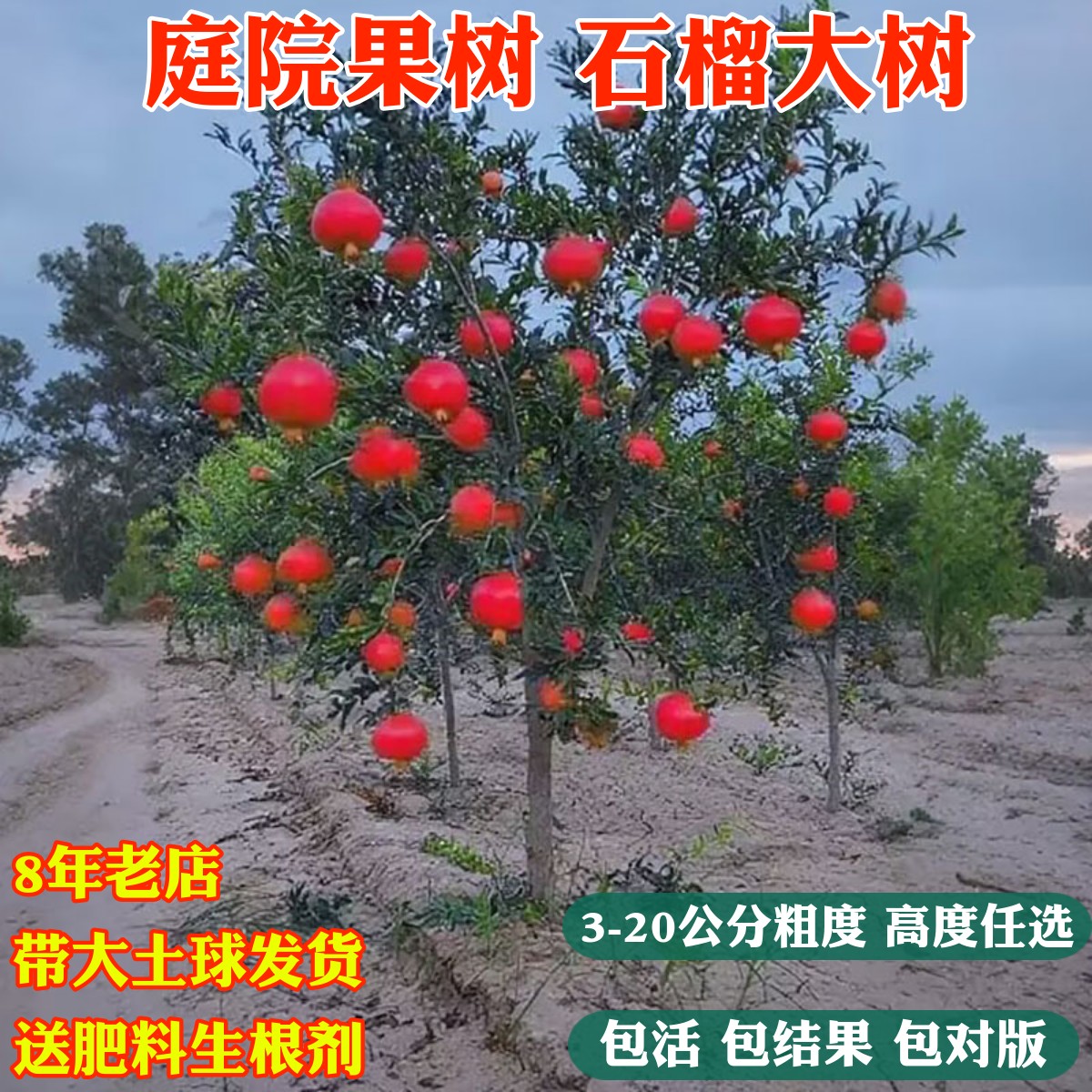 石榴树树苗果树果苗特大突尼斯软图片