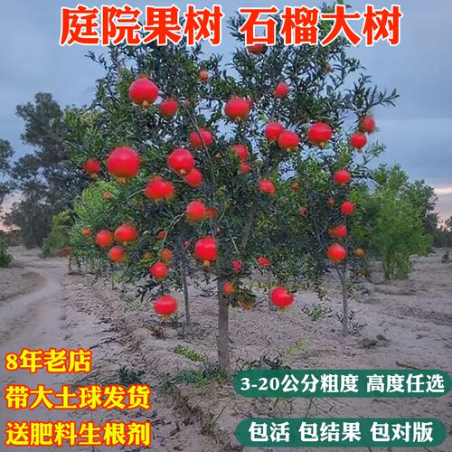 石榴树树苗果树果苗特大突尼斯软