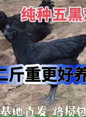 2斤绿壳蛋鸡活体2斤五黑鸡青年鸡两斤大公鸡活体黑腿鸡脱温宠物鸡