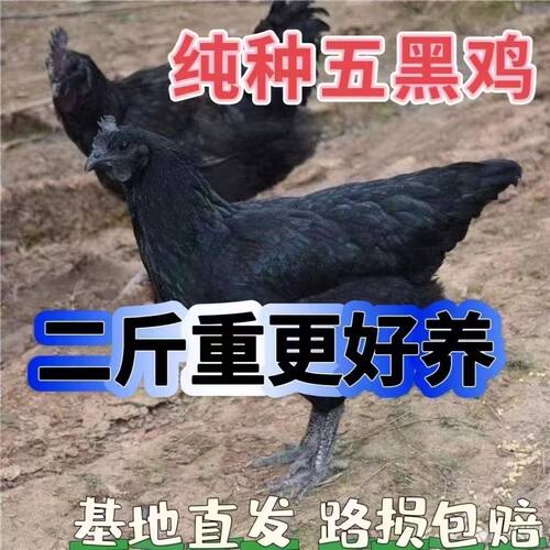 2斤绿壳蛋鸡活体2斤五黑鸡青年鸡两斤大公鸡活体黑腿鸡脱温宠物鸡