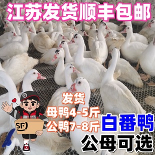 8 斤青年白番鸭活体 10 斤西洋番鸭公鸭活鸭火鸭藤子鸭4 斤母鸭活
