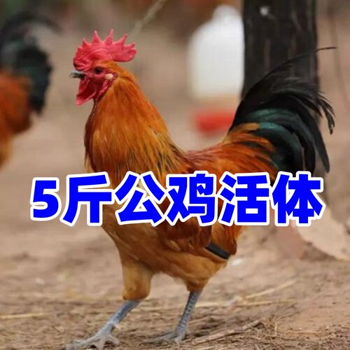 5斤大公鸡活体红公鸡九斤红公鸡活鸡宠物五斤大公鸡黑腿公鸡母鸡
