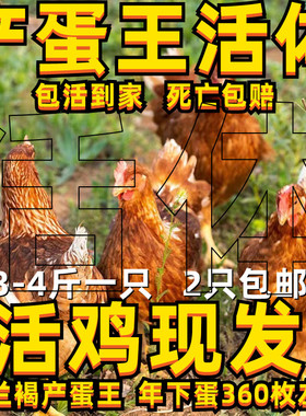3斤海兰褐蛋鸡活体海兰褐蛋鸡活鸡产蛋王活鸡即将产蛋三斤蛋鸡活