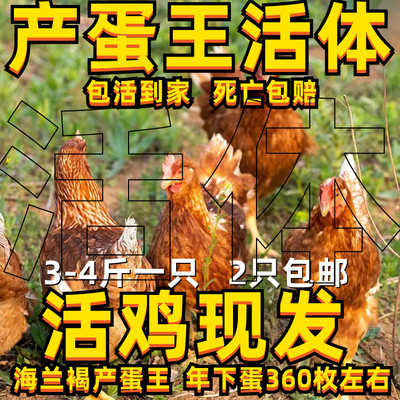 3斤海兰褐蛋鸡产蛋王蛋鸡活苗