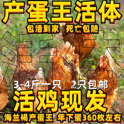 3斤海兰褐蛋鸡活体海兰褐蛋鸡活鸡产蛋王活鸡即将产蛋三斤蛋鸡活