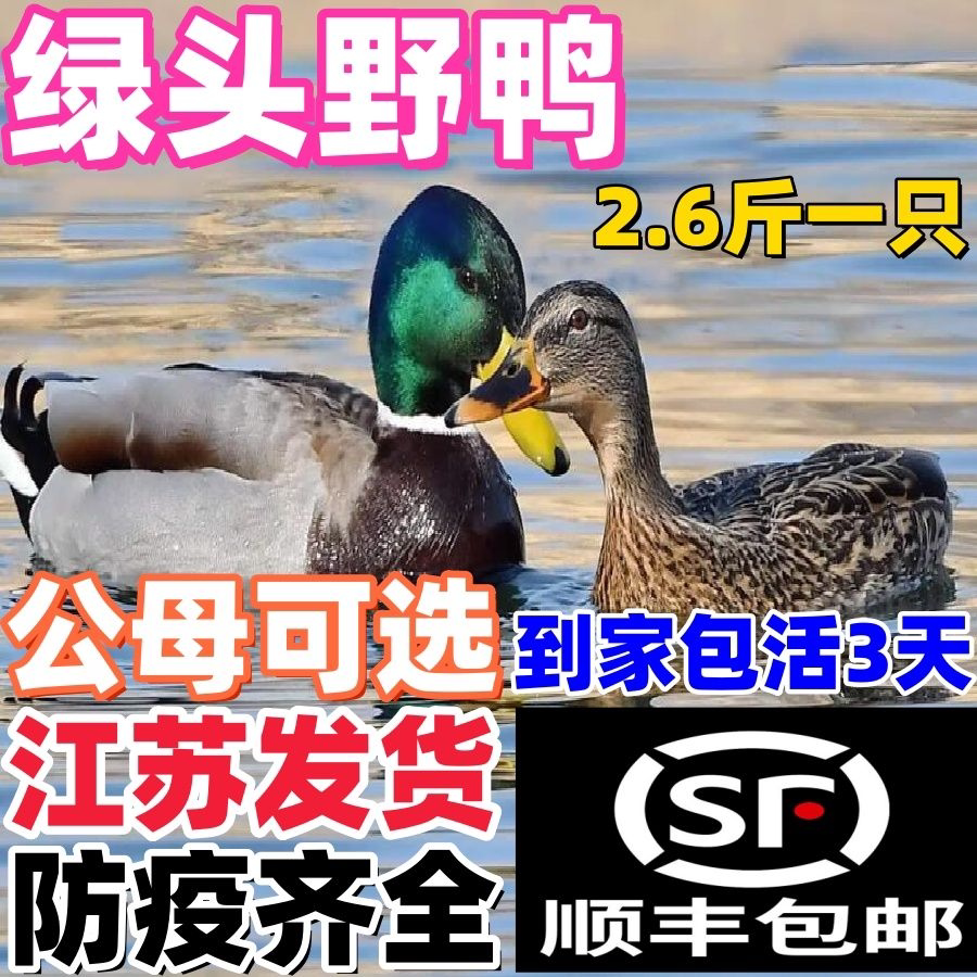 二斤麻鸭活鸭绿壳蛋鸭麻鸭双蛋黄活鸭绿头野鸭麻鸭水鸭洪野鸭活体