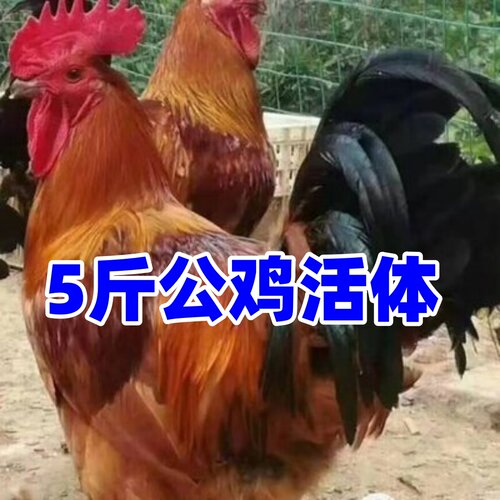 5斤大公鸡活体红公鸡九斤红公鸡活鸡宠物五斤大公鸡黑腿公鸡母鸡