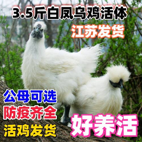 白凤乌鸡活乌鸡活苗三斤白凤乌鸡