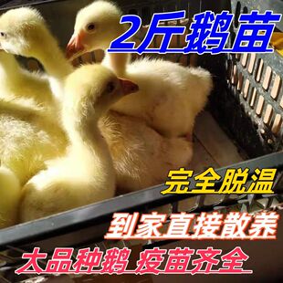 2斤大白鹅狮头鹅苗大种三花鹅小鹅活苗脱温鹅苗半大幼鹅一斤鹅苗