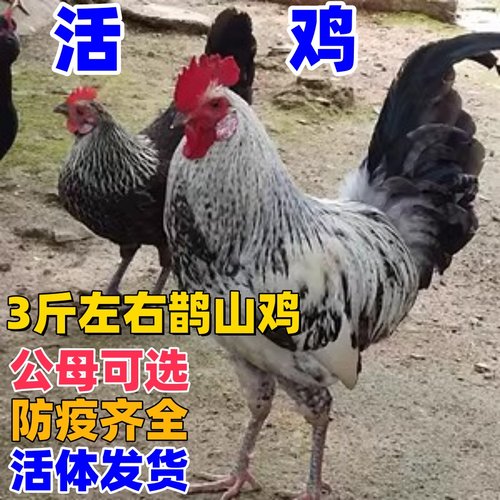 3斤鹊山鸡活鸡2斤鹊山母鸡活体