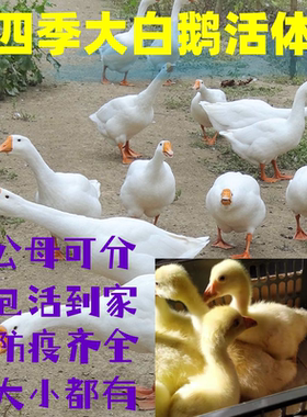 小鹅活苗鹅活苗二斤鹅苗