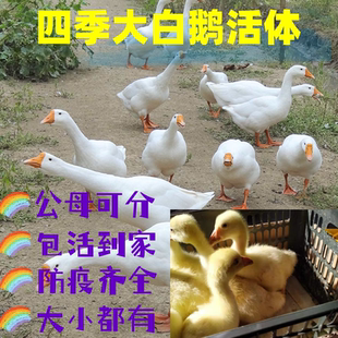 散养大白鹅活体活体老鹅青年鹅肉鹅蛋鹅活体鹅活鹅大白鹅皖西鹅