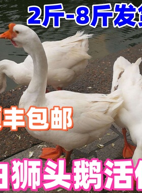 二斤大白鹅2斤活鹅2斤四季鹅鹅三花鹅皖西鹅1.5斤白狮头鹅宠物鸭