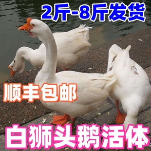 鹅大鹅活体三花鹅皖西鹅1.5斤白狮头鹅 二斤大白鹅2斤活鹅2斤四季