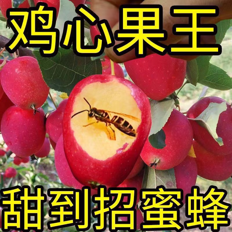 【9.9抢三斤】香妃海棠果东北鸡心果小苹果当季水果新鲜水果