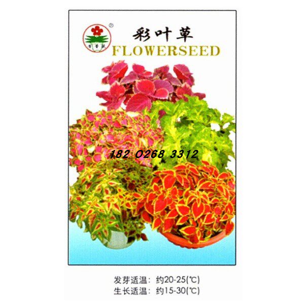 9元包邮】彩叶草种子景观庭院花卉四季播种观叶植物种子