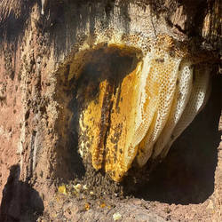 大凉山盐源农家山花蜜百花蜜土蜂蜜500克玻璃瓶装