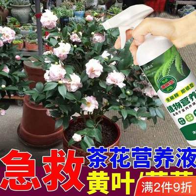 适合各种花的营养液茶花专用营养液肥料专用肥山茶花树盆栽带花苞