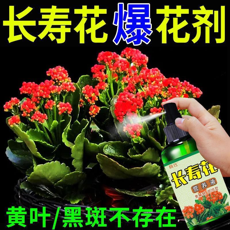 长寿花肥料开花养花促花专用肥治白粉病喜酸性植物叶面喷施营养液