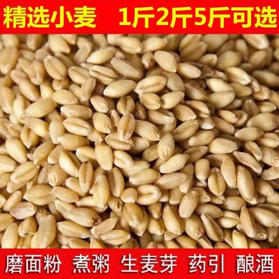 杂粮小麦粒麦芽糖食用磨面药引麦芽糖发芽草种子榨汁酿酒猫草烘焙