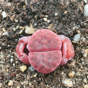 多品种混发精品多肉植物742号玫瑰