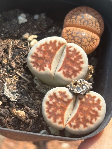 南非多肉植物一物一拍红黑红窗母本特8887