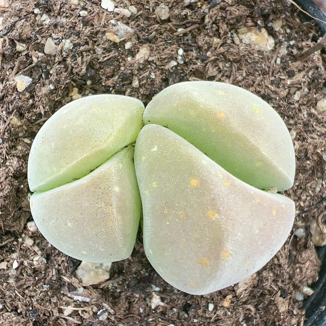 多肉植物大年份特价南非一物一拍发货5239无比玉,鲜花速递/花卉仿真/绿植园艺,多肉植物,淘宝优惠券,粉丝福利购,淘宝优惠卷