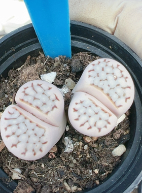 生石花切糕一物一拍5571粉寿丽