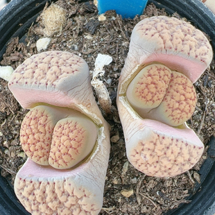 生石花切糕一物一拍9153血点朝贡