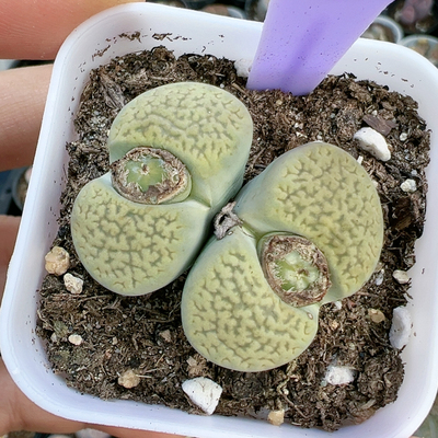 生石花石生花多品种5272绿富贵