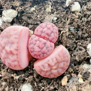 生石花切糕一物一拍183阿克塞尔玫瑰