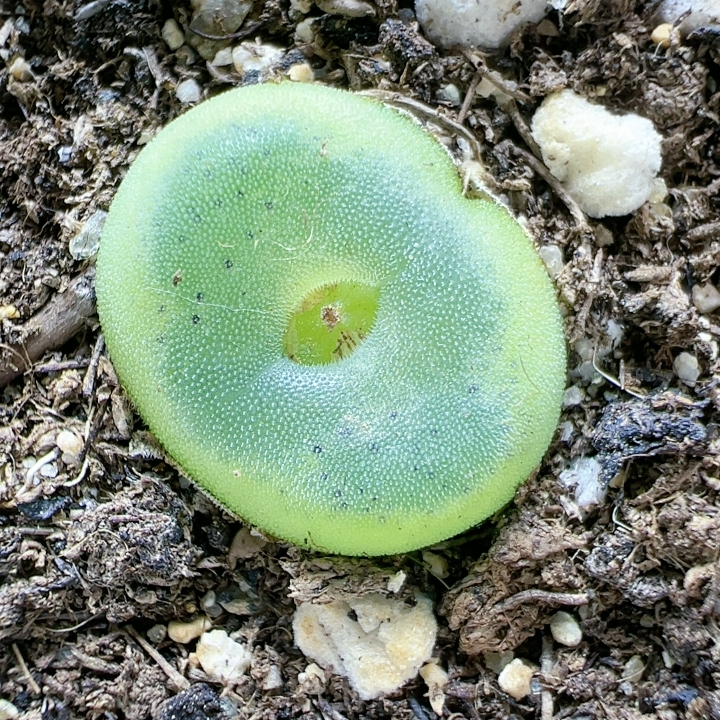 肉锥块根植物肉锥块根多肉植物室内盆栽5173水晶鞋