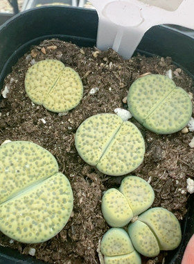 生石花切糕一物一拍275绿微纹