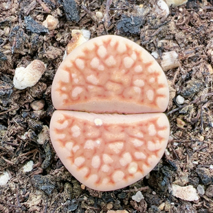 多肉植物大年份特价 5558红网纹寿丽